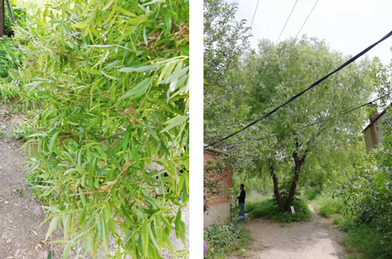 電氣事故引發(fā)加州山火，據(jù)說這個裝置可以避免事故發(fā)生！