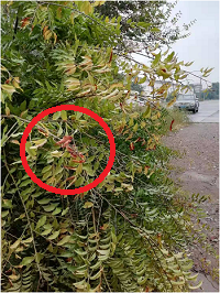 1電氣事故引發(fā)加州山火，據(jù)說這個裝置可以避免事故發(fā)生！
